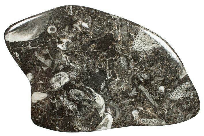 Polished Devonian Fossil Coral and Bryozoan Plate - Morocco #255617